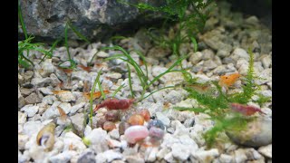 5 Tips for Breeding Shrimp [upl. by Atinar]