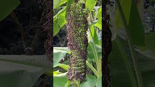 Wow Amazing and Huge Bunch of Banana shortvideo nature musaceae plantains juronglakegardens [upl. by Lawrenson736]