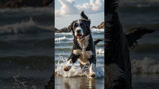 Why Portuguese Water Dogs are the Best Pets [upl. by Rue]