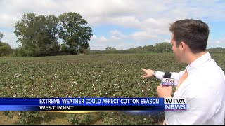 Mississippi’s cotton harvest draws near [upl. by Shawn]