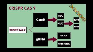 Components of CRISPR Cas 9 وجنون حفيظ الدراجي [upl. by Akemrej370]