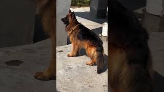 trending germanshepherd dog youtubeshorts gsd viralvideo shortsvideo germanshepherd dog 🐕🐕🐕 [upl. by Ivzt]