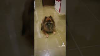 volpino italiano video viral pets filippo [upl. by Lleroj333]