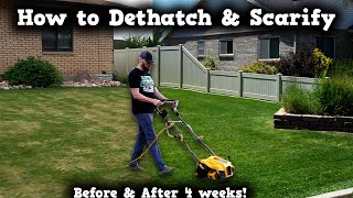 DIY How To DETHATCHING amp SCARIFYING this lawn SAVED IT From brown to green again [upl. by Anibor]