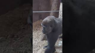 Adorable gorilla kids🦍🍃youtubeshorts trending short [upl. by Dinsmore]