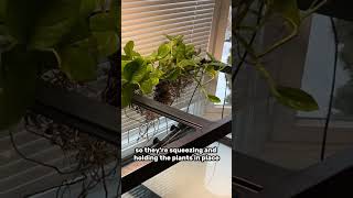 EASIEST WAY to hang aquarium plants ￼ [upl. by Akcirre77]