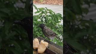 Redvented bulbul  Common tailorbird eating banana tailorbird bulbul birdseating [upl. by Atinyl]