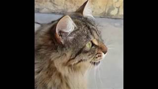 Cats Chirping and Chattering  CAT COMPILATION [upl. by Waylin]