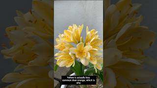 Flowering Perennials for Shade  Shade Plants Southern California [upl. by Broderick295]