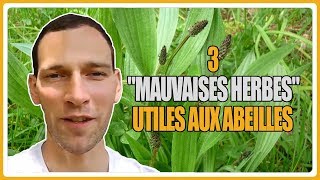 Apiculture  3 quotmauvaises herbesquot utiles aux abeilles [upl. by Htial]