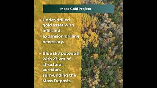 Unlocking the Blue Sky Potential at Goldshores Moss Gold Project [upl. by Brandie]