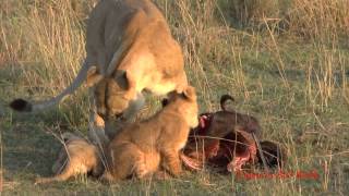 Lion cubs and mothers playing and eating get interrupted by Daddy [upl. by Nimzay]