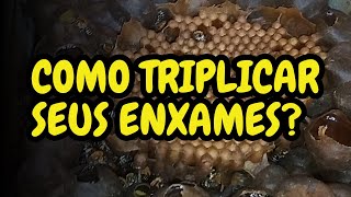 COMO TRIPLICAR SEUS ENXAMES [upl. by Hatty]