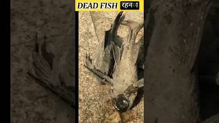 DEAD FISH shorts facts  motivation army fishing viral factsinhindi [upl. by Brianna321]