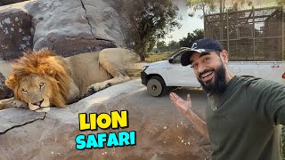 Lahore mein lion safari ka adventure kar lia 😍🦁 [upl. by Tilagram152]