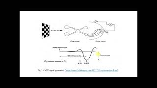 Lab EXP4 Visual Evoked Potentials VEPs [upl. by Nuawaj]