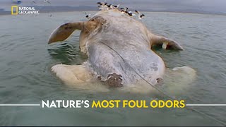 Nature’s Most Foul Odors  Ultimate Animal Countdown  हिंदी  Full Episode  S1  E4  Nat Geo [upl. by Giltzow54]