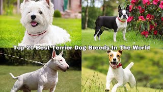 Top 20 Best Terrier Dog Breeds In The World [upl. by Themis]