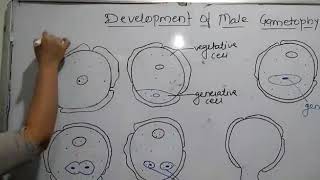 Development of male gametophyte [upl. by Judie369]