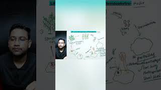 LIfe cycle of pteridophytes  Homosporous pteridophytes [upl. by Akenom]