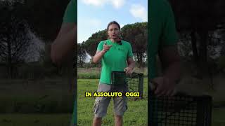 La STAGIONE della CICORIA Come RICONOSCERLA E RACCOGLIERLA  GUARDA IL VIDEO COMPLETO shorts [upl. by Nilyac614]