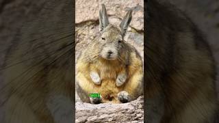 Viscacha animals cute nature facts [upl. by Boyden]