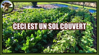 Suivi de culture 190922 Je sème sur sol nu ➡️ Grrr 👿 Mais je cultive des sols couverts ➡️ Ouf 😇 [upl. by Kat]