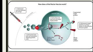 what is viral vector vaccine types of vaccinesMechanism of vaccinesimmunology [upl. by Nosnorb396]