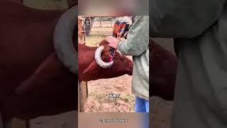 The Shocking Reason Farmers Are Wrapping Rubber Bands Around Cow Horns [upl. by Frame]