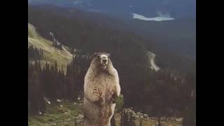 Marmot scream Meme Version [upl. by Ocirne97]