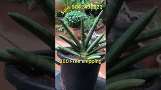 Sanseveria cylindrical boncel sale whats app 9842435022 [upl. by Refiffej]