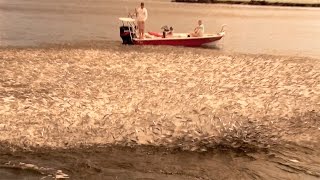 Epic Mullet Migration in Florida [upl. by Larual]