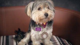 Dollar  Morkie  3 Weeks Residential Dog Training [upl. by Rubens]