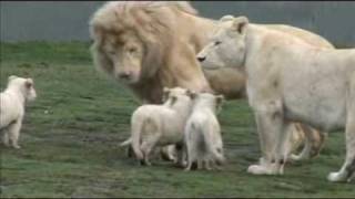 White Lion Cubs birth part 2  starting to eat [upl. by Amiarom]