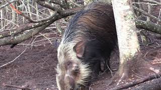 Bow hunting Bushpig during the day  South Africa [upl. by Merth]