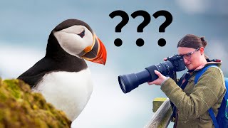 The best location for PUFFINS in the UK Bempton Cliffs [upl. by Nogaem296]