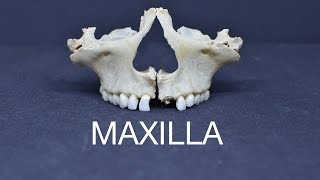 MAXILLA [upl. by Poler976]