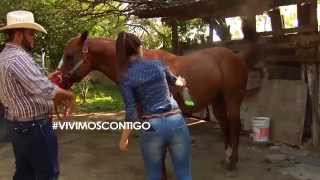 Fannia Lozano cuidando caballos en INFO7 VivimosContigo [upl. by Harelda840]