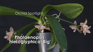 Phalaenopsis hieroglyphica Big  Orchid Spotlight [upl. by Cindee]