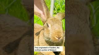 Flemish Giant rabbit  biggest rabbit breed in the World [upl. by Samford]