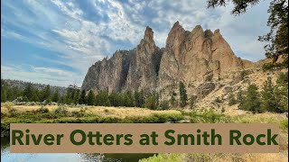 River Otters at Smith Rock Central Oregon [upl. by Siulegroj]