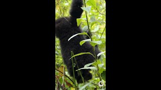 Jijuka Plays By Herself  Dian Fossey Gorilla Fund [upl. by Frum]