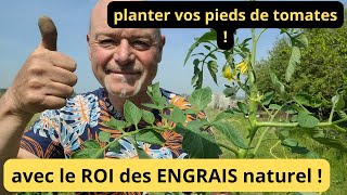 Comment planter vos pieds de tomates  avec le ROI des ENGRAIS [upl. by Karissa59]