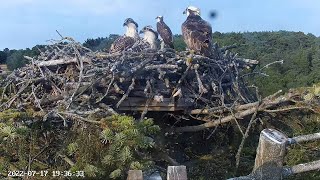 Poole Harbour Osprey Nest Site 2 [upl. by Padegs]