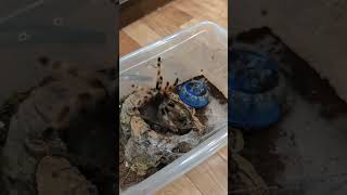 Nhandu coloratovillosus  l1213 spider tarantula пауки spiders [upl. by Nodla]