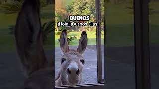 Este es el Burro Mas inteligente y Agradecido que Existe shorts [upl. by Cerellia]