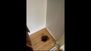 How to remove PET URINE STAIN from hardwood [upl. by Nue903]