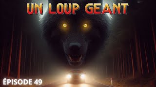 UN LOUP GÉANT 🐺 [upl. by Elfrida]