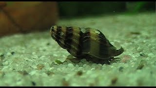 Aquarium Studies  Schnecken  Snails [upl. by Alokin]