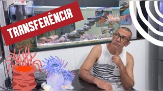 Retirei ANÊMONA DA PEDRA e transferi para meu AQUÁRIO MARINHO BRUTO 21 aquarium fish peixe [upl. by Elleinaj]